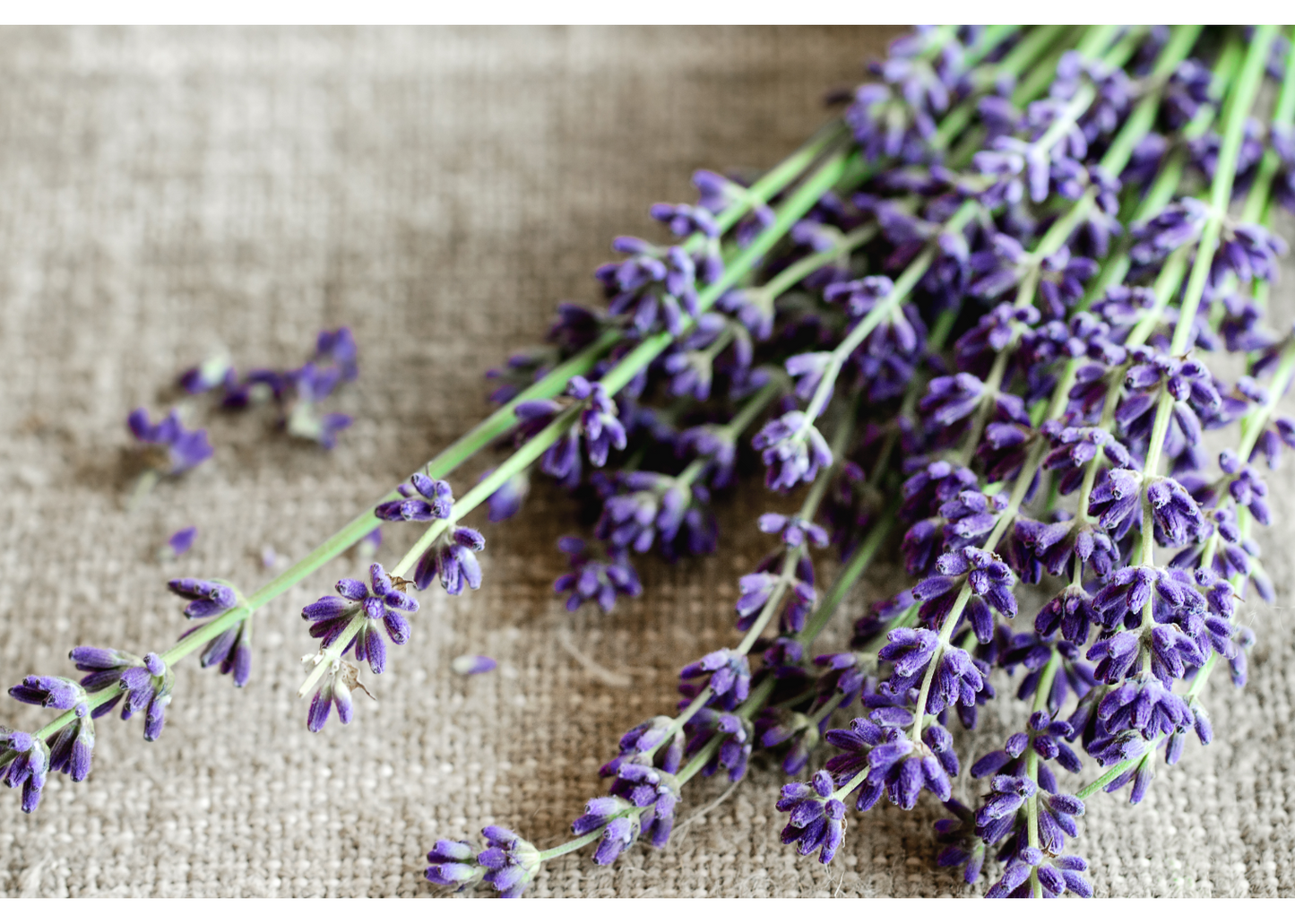 Lavender Lip Balm