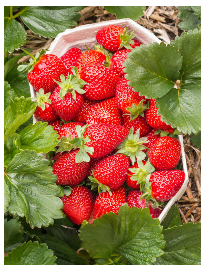 Strawberry Lip Balm