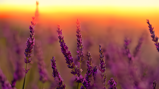 Lavender Lip Balm