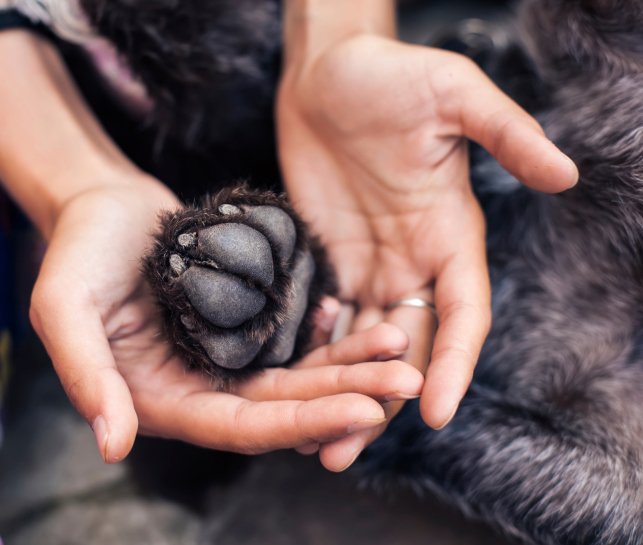 Puppy Paw Balm