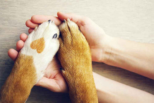Puppy Paw Balm