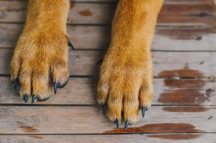 Puppy Paw Balm